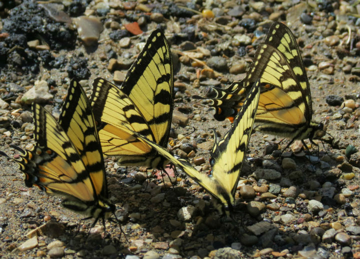 Tiger Swallowtails